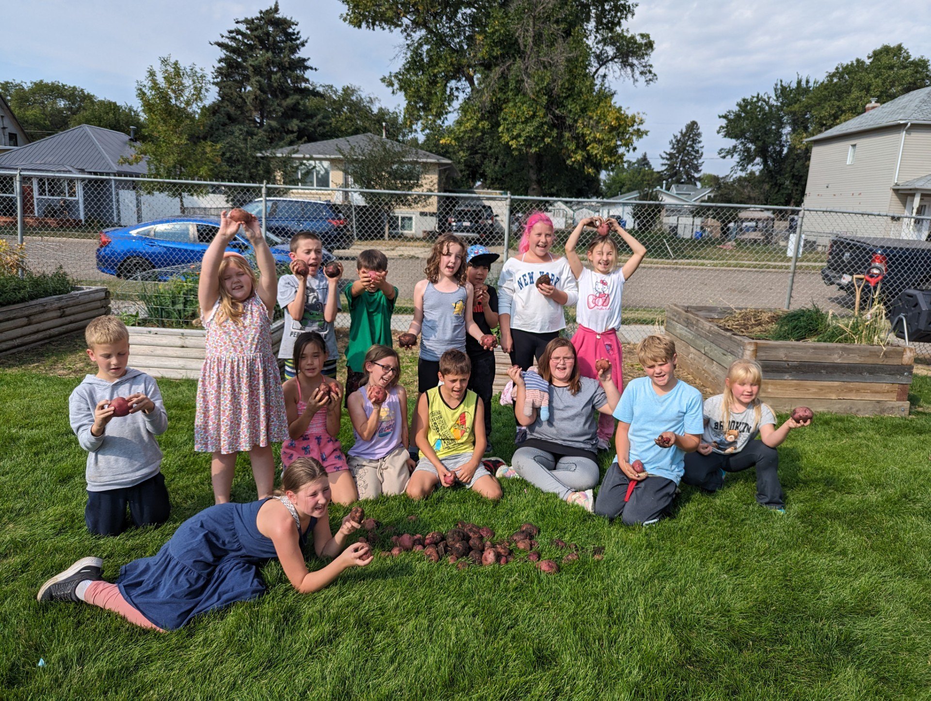 Elm 2025 Garden potatos