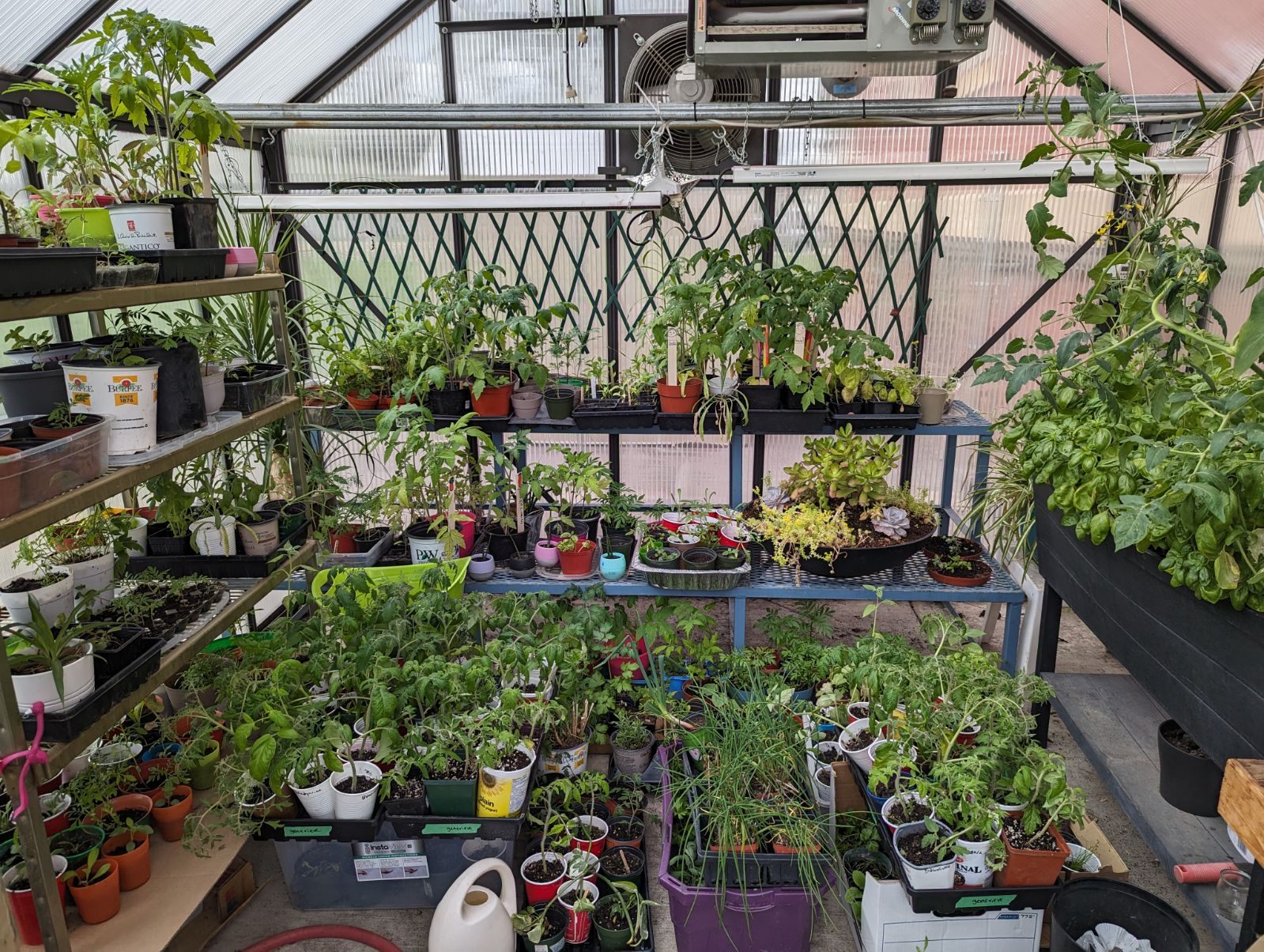 Elm Greenhouse May 2024