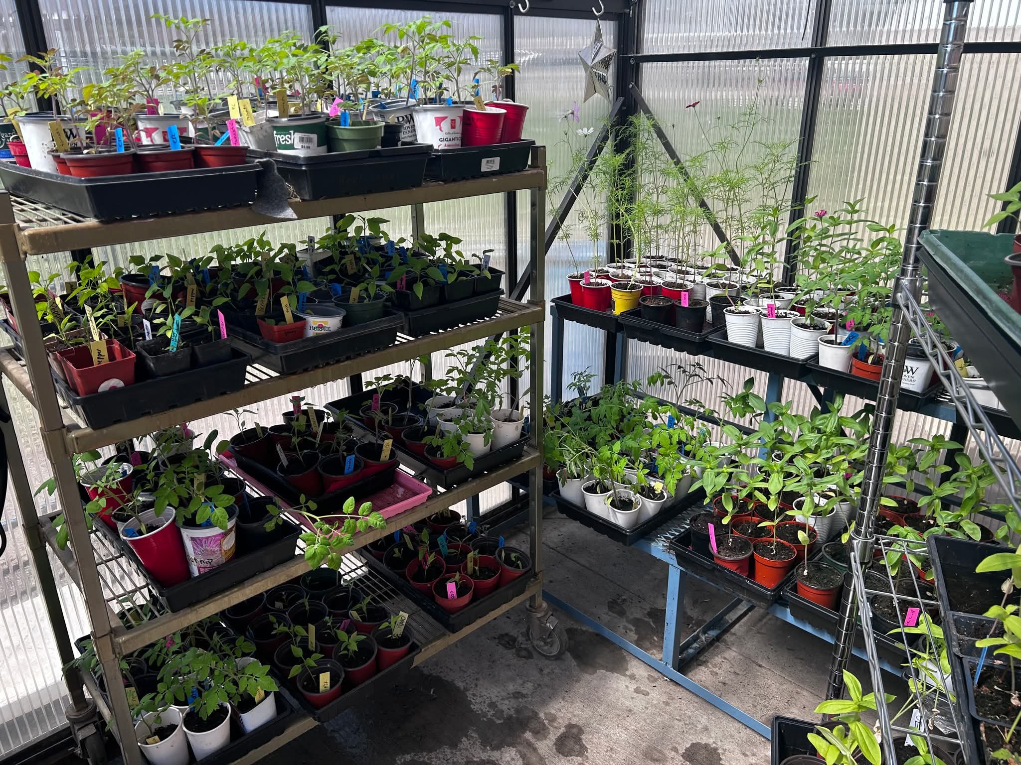 Elm 2026 Greenhouse2