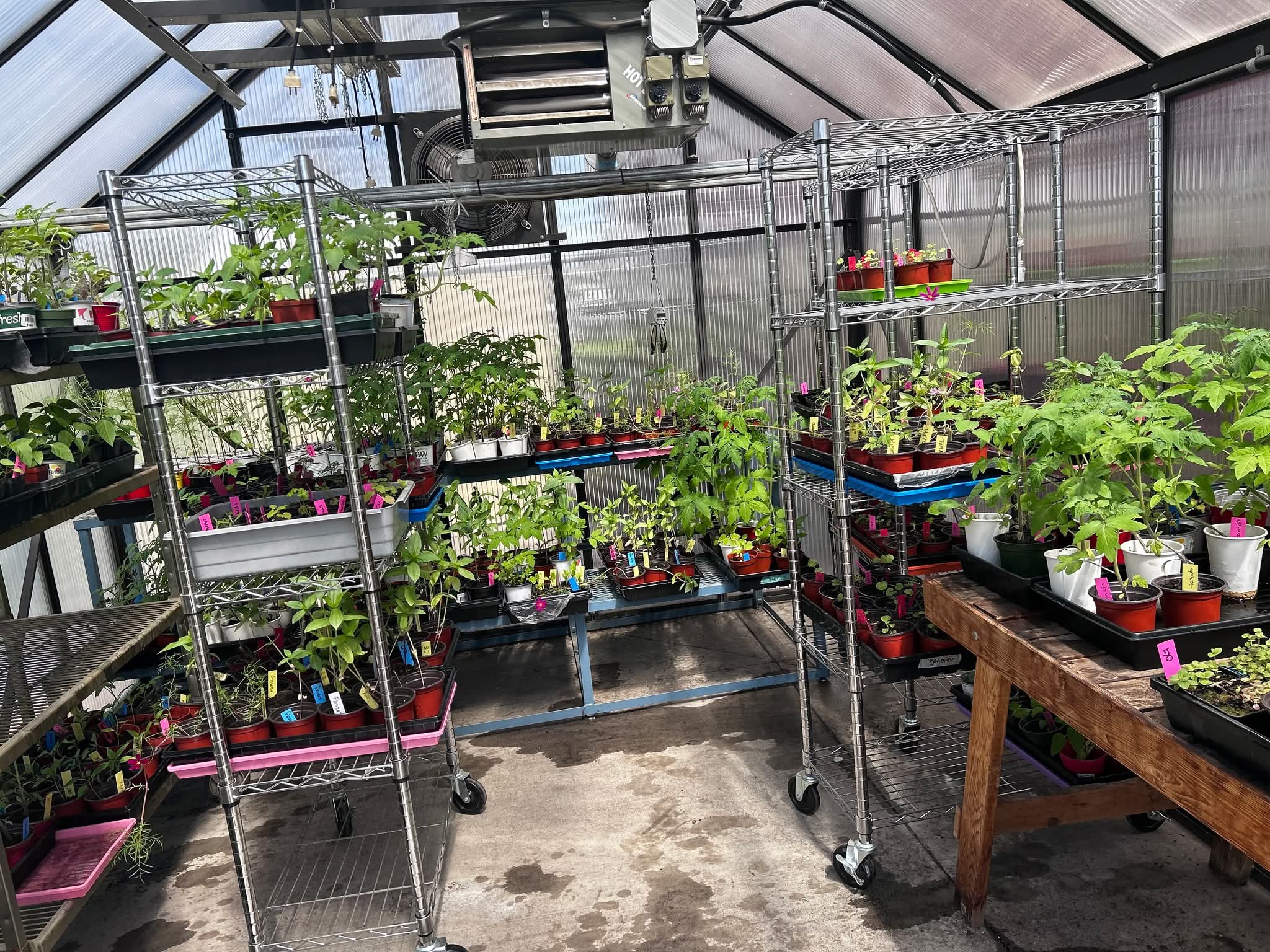 Elm 2026 Greenhouse