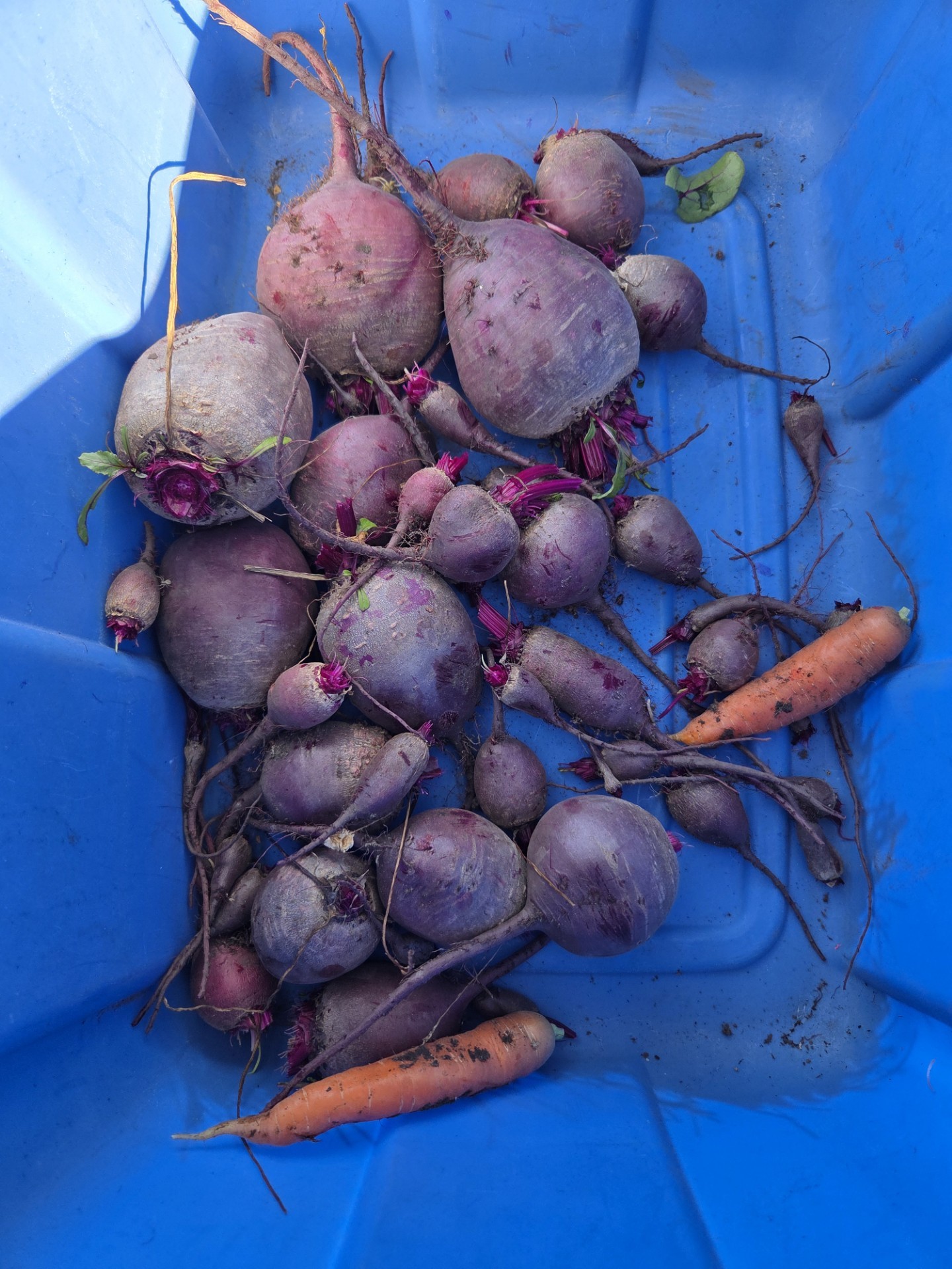 Elm 2025 Garden Beets
